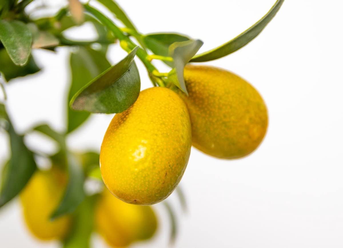 Árboles de Kumquat - Pack 2 Plantas - Citrus Japonica - Naranjos Enanos Cítricos Árboles Frutales