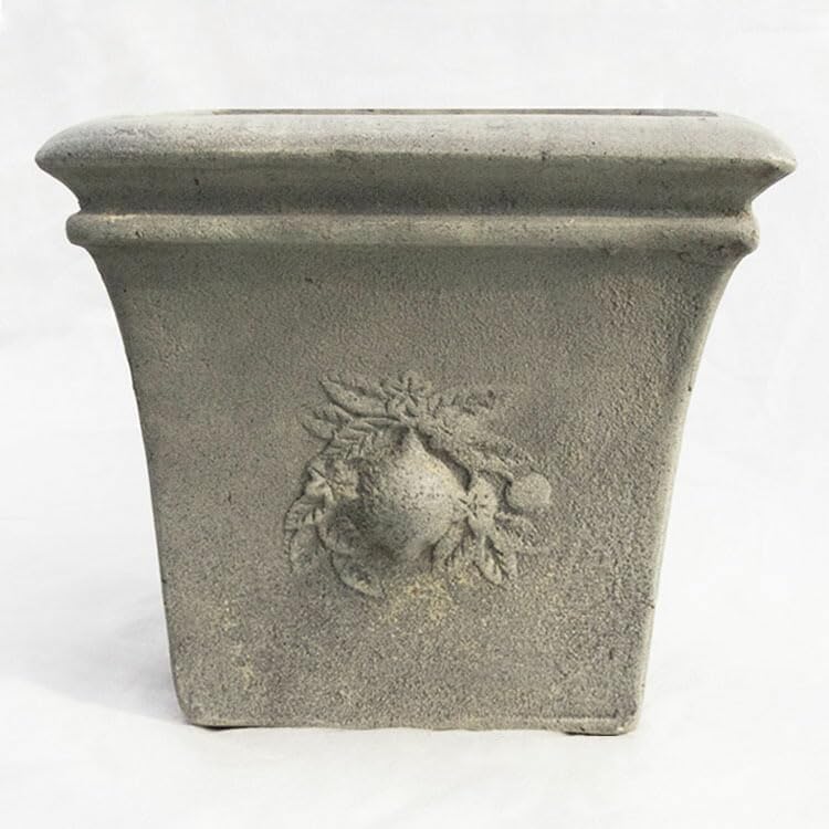 古木オリーブ オールドオリーブ OLD OLIVE 太木 太木挿し オリーブ Old