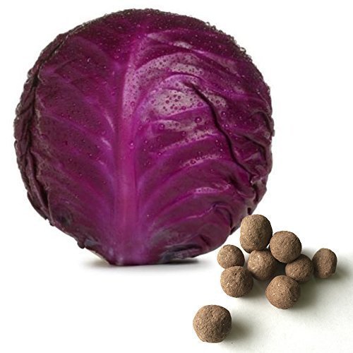 Red Cabbage seeds pack of 100 Amazon.in Garden & Outdoors