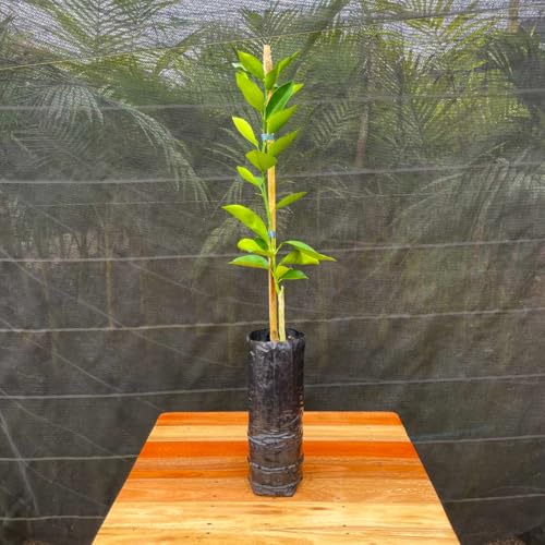 Muda Frutífera de Laranja Valência Enxertada
