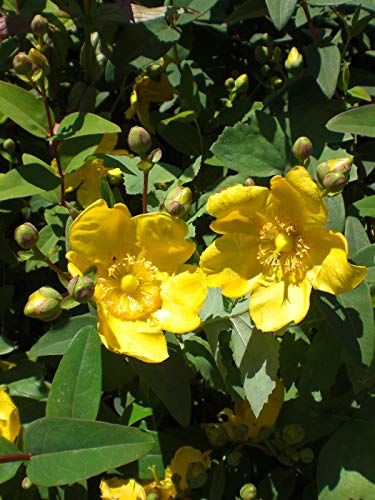 50 Hypericum Hidcote, St. John's Wort, 1.5L Pot, Measuring 40-60cm Approx 1.3 to 2 feet Tall Now, Evergreen Ground Cover Low Hedging Plants