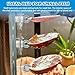 KFPSHLQE 7 Pack Seashells Betta Bed,Betta Resting Spot,Betta Hammock with Suction Cups,Fish Tank Accessories,Small Fish Natural Spawning Grounds Breeding,Fish Tank Aquariums Decorations
