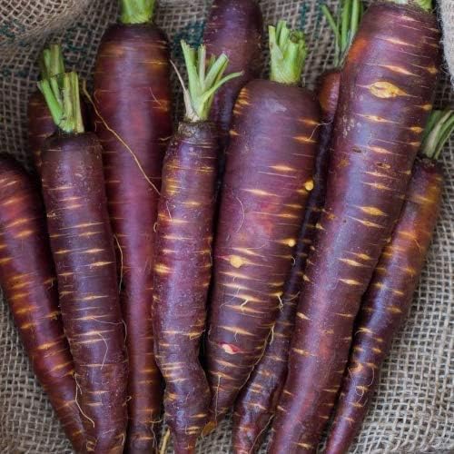 schwarze Möhre Karotte 250 x Samen / 100% Natursamen/sehr selten echte ...