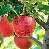 Dwarf Honeycrisp Apple Tree-3'-4' in Height