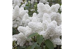 Japanese Lilac Seeds - Grow Fragrant Plants in Water Only