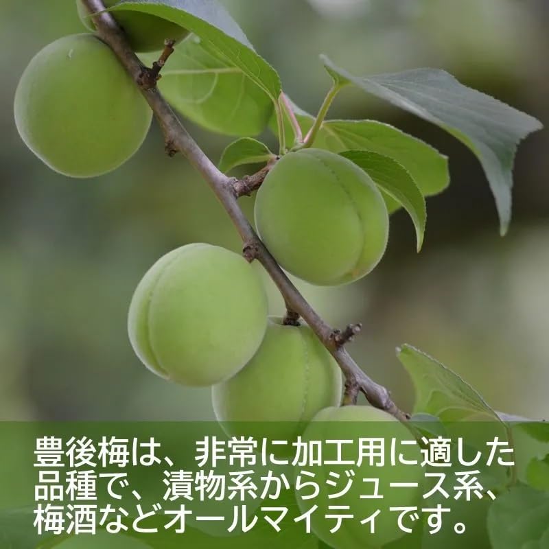 Amazon.co.jp: 善八の「豊後梅」青梅 Sサイズ A級品 5kg | 青森県産