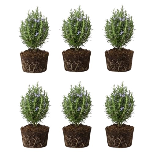 6 Blue Rosemary Plants Live, Well Rooted Starter Rosemary 4–7'' Tall, Fragrant Herb for Outdoor Growing