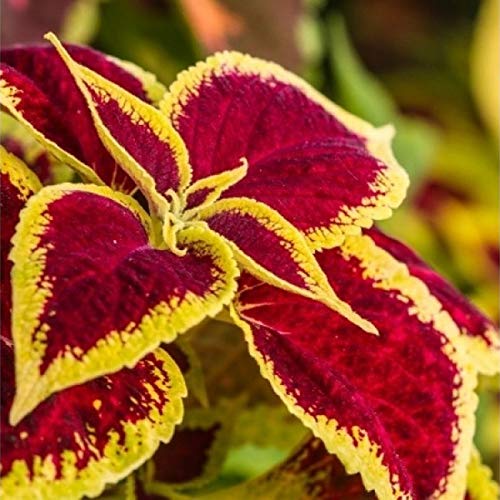 NurseryNature Coleus (Maroon Green) Plants : Amazon.in: Garden & Outdoors