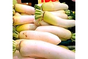 Japanese Daikon - Daikon Radish Seeds - (3,000 White Radish Seeds)