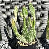 オプンチア 初日の出 多肉植物 サボテン 大きい苗