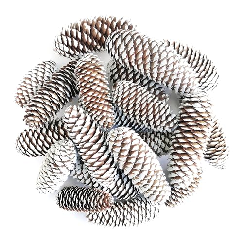 Fichtenzapfen weiß bemalt (20 Stück) Tannenzapfen Weihnachten...