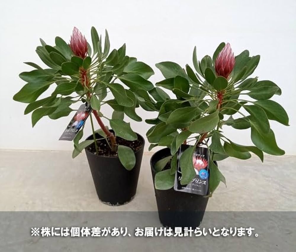 プロテア オータムプリンス 5号 園芸ネット本店｜プロテア：オータム