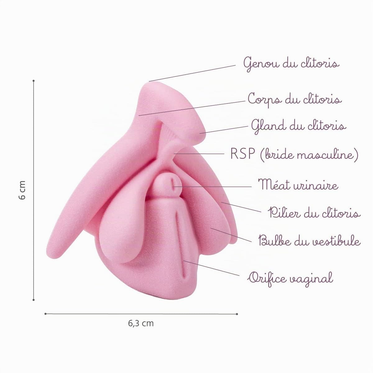 Medintim | Modèle éducatif | Anatomie du clitoris en 3D (Rose)