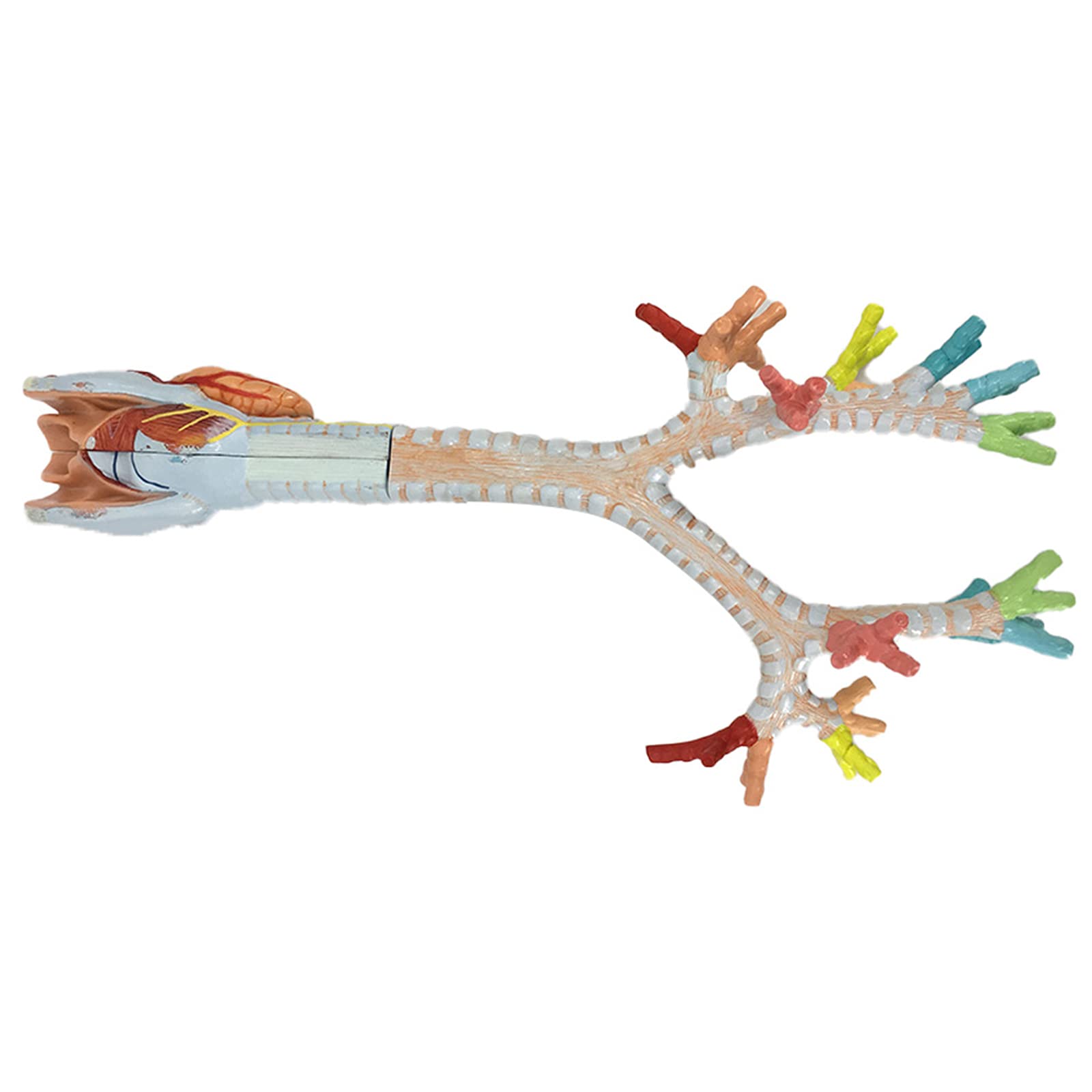 Anatomiemodelle, Kehlkopf, Bronchien, Lunge, Anatomie, Menschliche