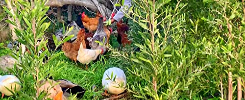 40 Fertile Chicken Eggs, Mixed Breed #TOP5