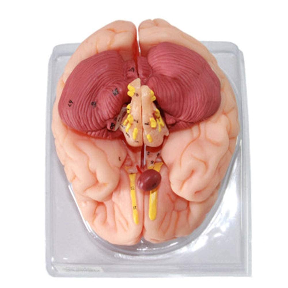 Model edukacyjny Model ludzkiego mózgu Model anatomiczny funkcji mózgu do materiałów edukacyjnych Narzędzie dydaktyczne