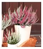 BALDUR Garten 3er-Set Calluna Knospenheide 'Gardengirls®' Tricolor, je im 12 cm-Topf,3 Töpfe, 3 leuchtende Blütenfarben, pflegeleicht, sehr lange Blühdauer, winterharte, immergrüne Staude