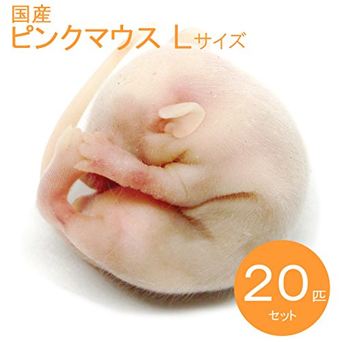 ☆Lily໒꒱· ゜☆国産冷凍マウスピンクL 100匹(一部地域発送不可) ROCKSTAR GROUP ONLINE STORE / 冷凍マウス ピンクマウスL 100匹入り