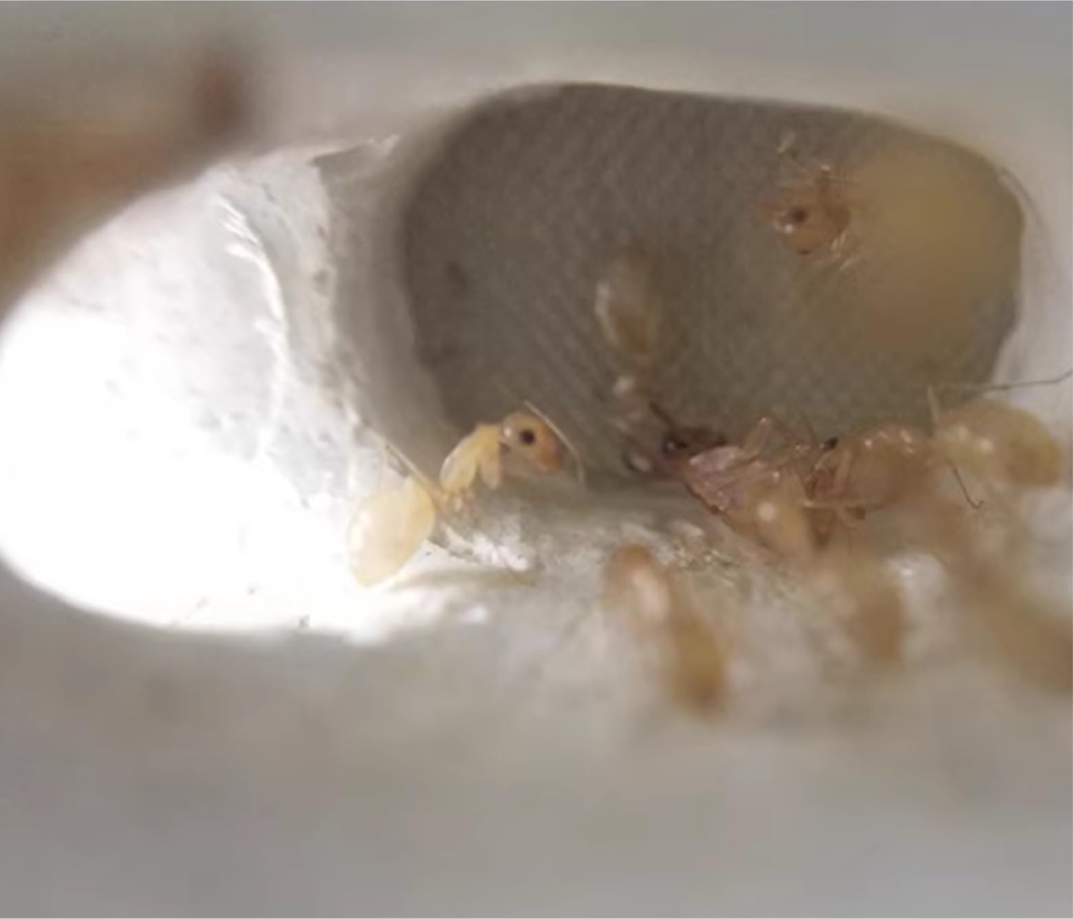 Formicarium Hormiga Experimento Científico De Granja De Nidos De Hormigas Nido De Insectos De Formicario para Herramientas De Educación Científica Granja Hormigas(Bruin)