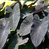 Black Magic Colocasia - 4 Live Starter Plants - Colocasia Esculenta - Beautiful Large Leaf Foliage Elephant Ear Starter Multipack
