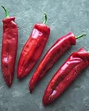 Pepper Corno Di Toro Rosso Sweet Italian Red Pepper Seeds Easy to Grow High Yield Culinary Garden Plant 1 x Seed Packet by Thompson and Morgan - Image 2