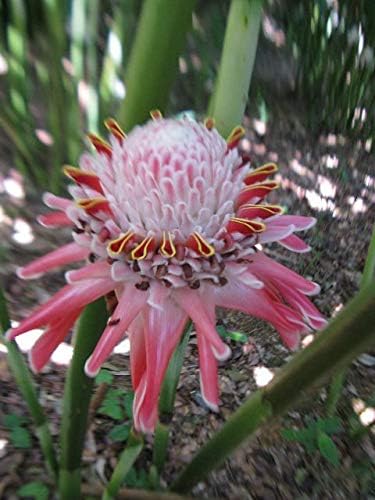 Generic Fresco 50 piezas Etlingera Elatior Semillas de flores para plantar Rosa Blanco