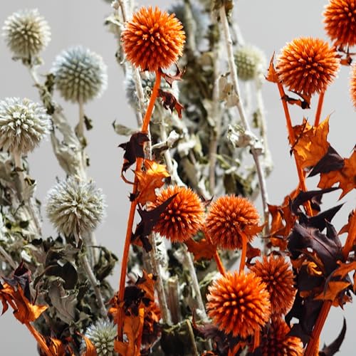 Flores Secas Echinops para Decoración 15 Unidades miniatura 6