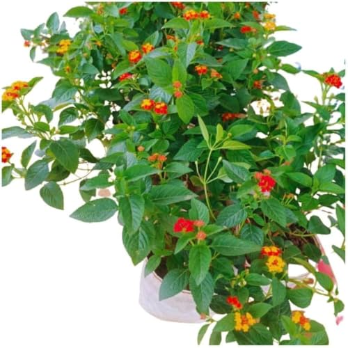 Image of Red Lantana Live Plant with Pot | Hardy Long Blooming Flowering Shrub | Vibrant Ornamental Outdoor Plant for Home Garden Balcony Terrace Landscape Butterfly Garden Decor | Pack of 1