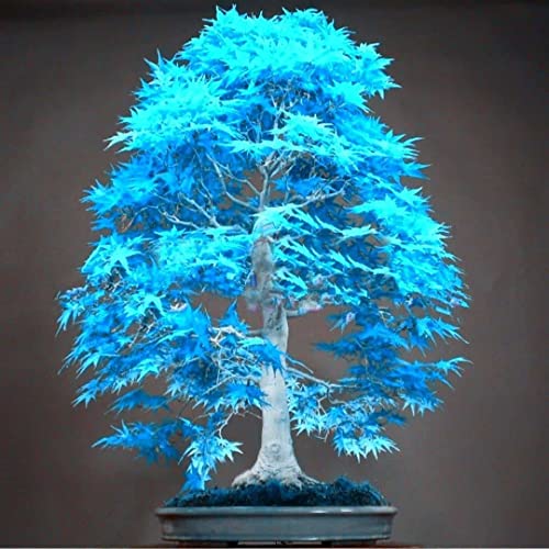 Image of Nursery Live Rare Maple inch Blue Maple inch Exotic 10 Tree Seeds for Growing