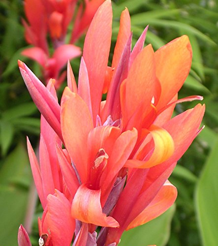 (2) Beautiful Salmon Pink Flowering Compacta Canna Lily Fresh Top Size Bulb/Plant/ Rhizomes