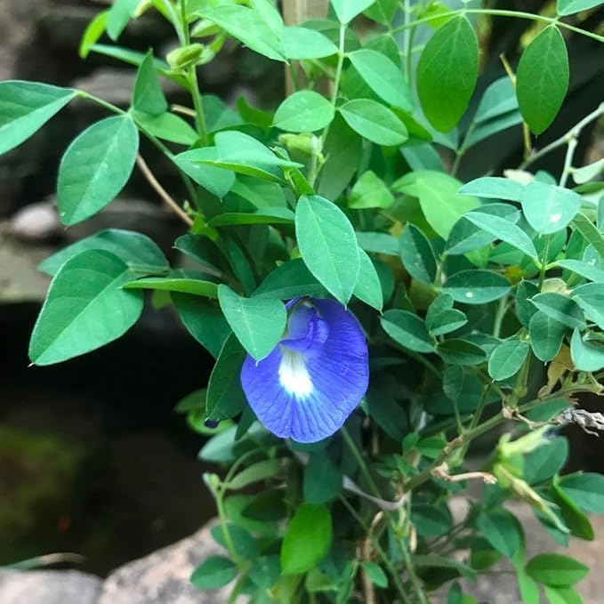 Image of live plants (APRAJITA PLANT)