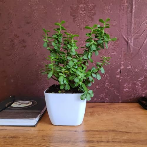 Jade kuber Plant in White Pot, Live Indoor Succulent for Desktop Decor-image-31