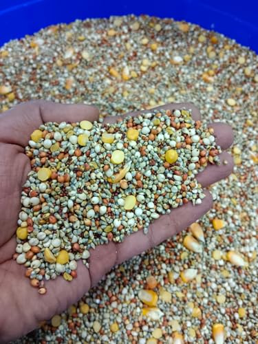 Image of Eywa Seeds & Exports Pvt Ltd Organic Bajra Multi Grains Atta (5 Kg) Mixers Of Bajra, Sorghum, Red Sorghum, Makai, Ragi, Chana & Methi| 100% Wholegrain Atta | 0% Maida By Eywa
