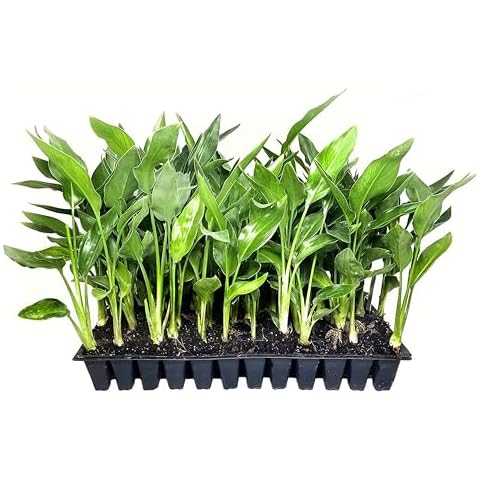 Orange Bird of Paradise | Strelitzia Reginae | 10 Live Plants | Tropical Perennial Blooming Specimen Cover