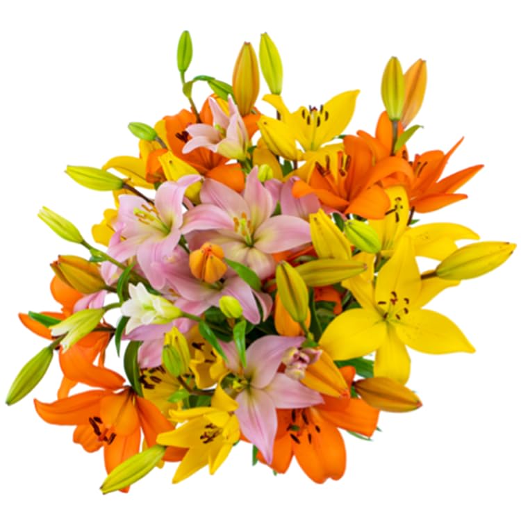 KaBloom Flowers - Mother's Day Collection - 10 Rainbow Lilies Without Vase - Gift for Birthday, Sympathy, Anniversary, Get Well, Thank You, Valentine, Mother’s Day Flowers