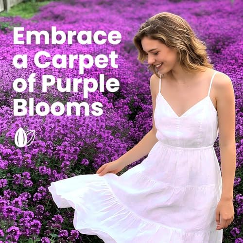 Fruivity 20000+pcs Creeping Thyme Seeds for Planting, Perennial Ground Cover Plants Flowers Seeds Fragrant Herb Seeds for Lawns & Paths Garden - 4