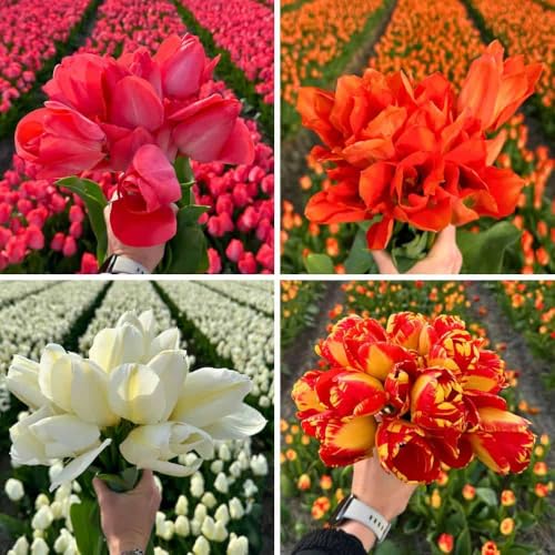Bulbes de tulipes 100 pièces - Super Tulip Mix - Sac avantage durable | 100 pièces pour 2 |5 m² de floraison - Bulbes de tulipes - Flowerbulbs Amsterdam - Taille 12+