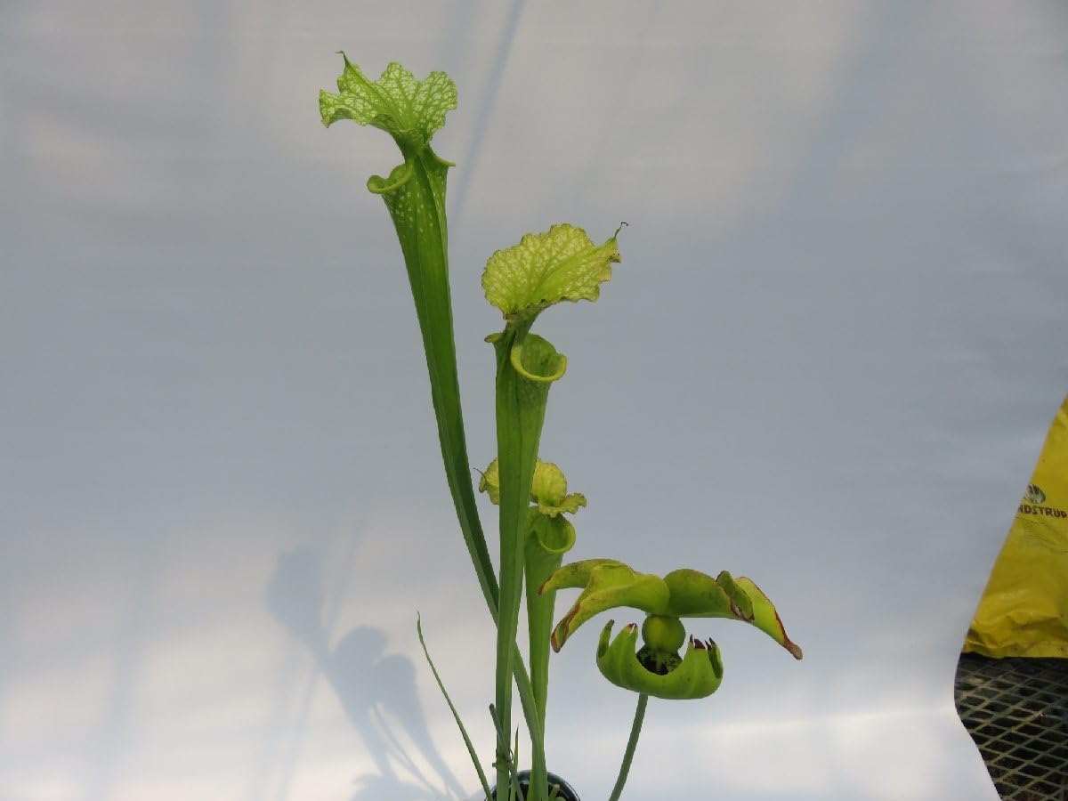 Amazon.co.jp: S.Moorei All Green CK 4号現品限りサラセニア 食虫植物