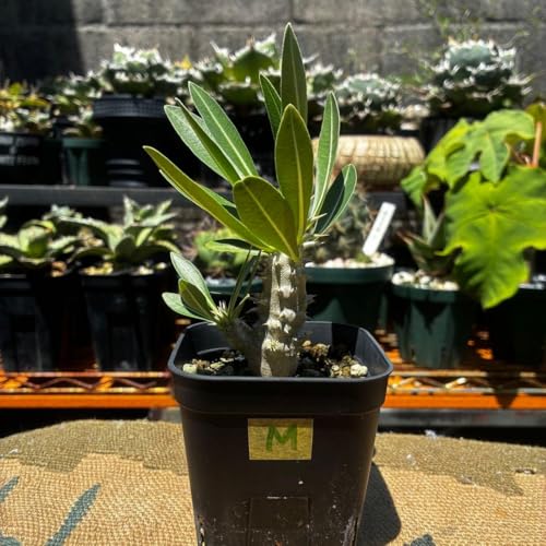 グラキリス パキポディウム」の人気商品一覧 | 安い商品を通販サイト