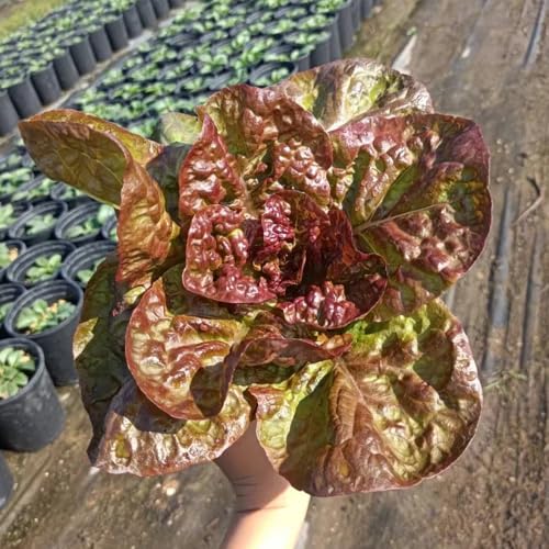 Lettuce Seeds, Companion Planting, Garden Diversity, pest Management Strategy, Mixed Bed Gardening 200pcs