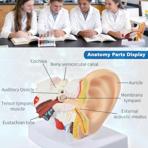 Image of 1.5 Times Human Ear Anatomy Model with Base, Professional PVC,Outer Middle Inner Ear Structure Simulation Model for Science Classroom,Teaching Demonstration,Human Anatomy Study