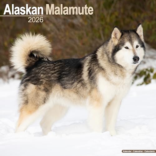  Alaskan Malamute 2026 Calendar  Square Wall Calendar  Dog Breed Gift  Plastic Free Packaging  by Avonside Publishing