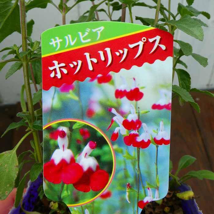 Amazon.co.jp: サルビア ホットリップス 苗 チェリーセージ 赤白 3.5号