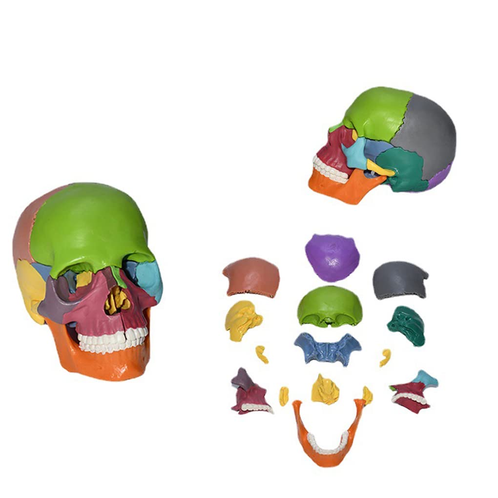 Modèle de crâne en plastique coloré AMITD détachable pour assimiler l'anatomie