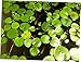 COLIBROX 9 Aquarium Plants Small Amazon Frogbit，Limnobium laevigatum，Live Aquarium/Aquatic/Floating Plant - EB124