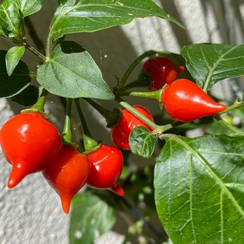 Pepper Hot Biquino Red Seeds – Masses of Fleshy, Full Flavour – Mild to Medium Hot Fruit – for Your Beautiful Kitchen Garden