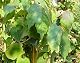 Kletterpflanze winterhart Parthenocissus Quinquefolia – Wilder Wein