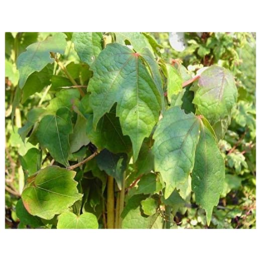 Wilder Wein - Jungfernrebe - Parthenocissus Quinquefolia - Kletterpflanze, sehr winterhart, leuchtend rote Herbstfärbung, 40-60 cm