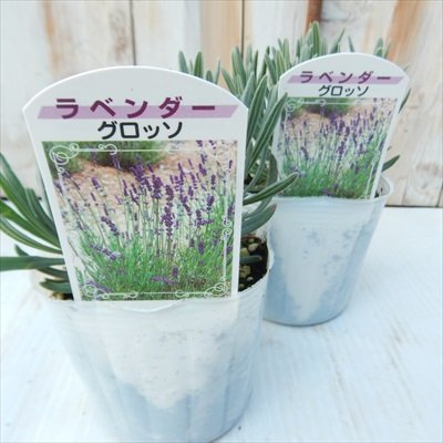 Amazon.co.jp: ラベンダー 苗 グロッソ 9cmポット 花苗 宿根草