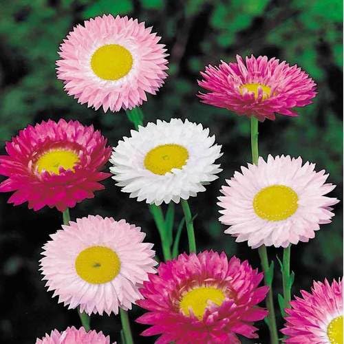 Image of Acroclinium Flower Seeds 50 Plus Mixed Color for Planting Winter Seasonal Everlasting Flower Seeds for Home Garden Balcony Terrace Easy Grow Paper Daisy Blooming Plants Indoor Outdoor(Acroclinium)